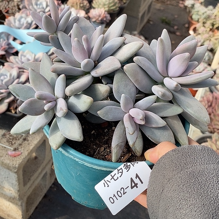 心***琴小七夕多肉企鹅41