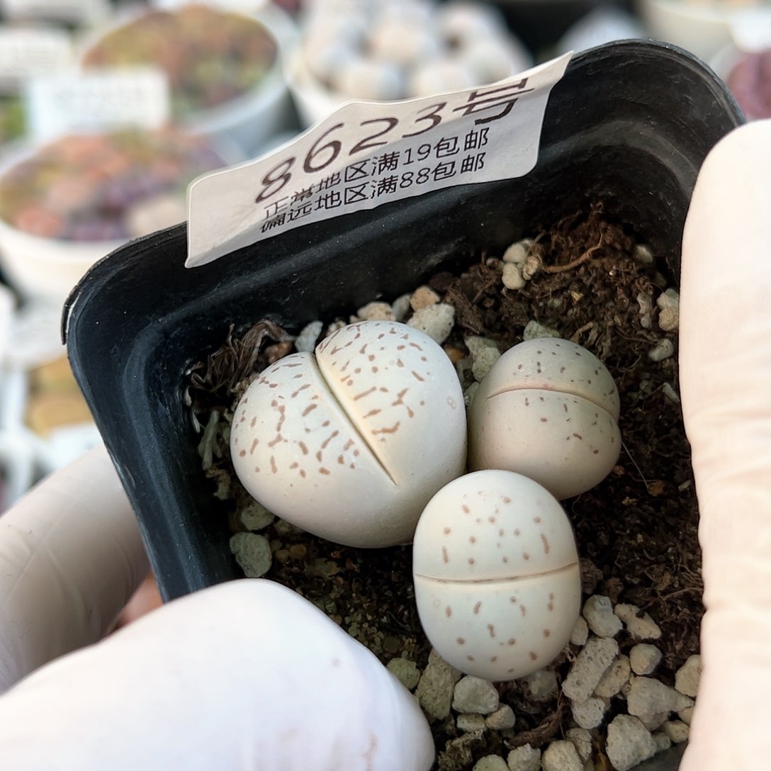 8623五年大白三头群mo