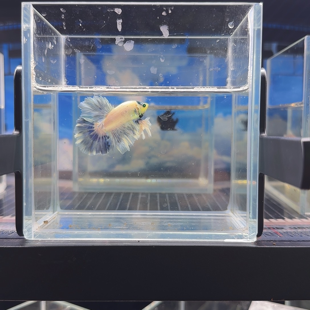 斗鱼vip精品高品质绣球绿魔半月