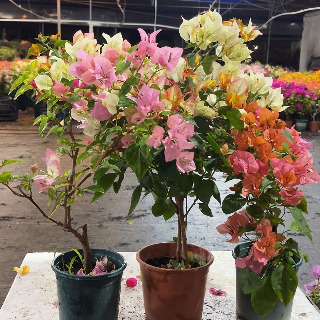 大部分花苞少量开放金心橙白，浅彩虹，波妹