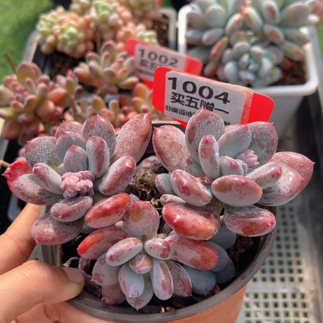 表妹精品多肉1004.