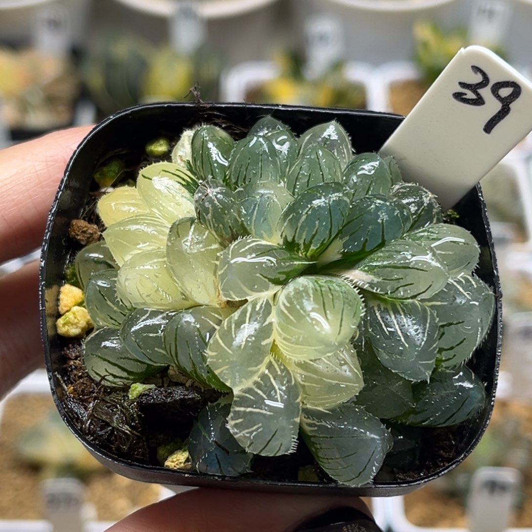 39群生冰灯毛玉露锦福利专场