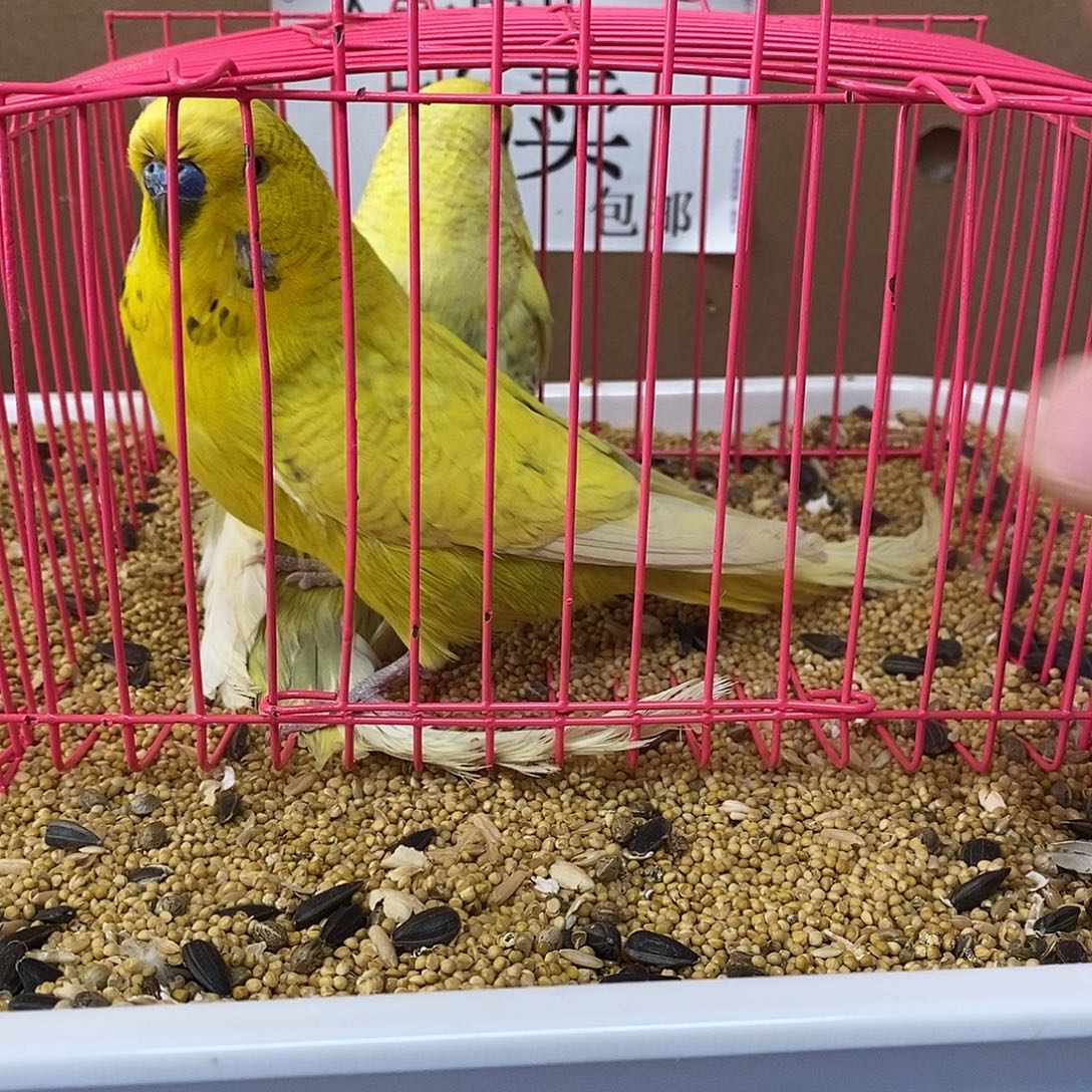 虎皮鹦鹉大头虎皮