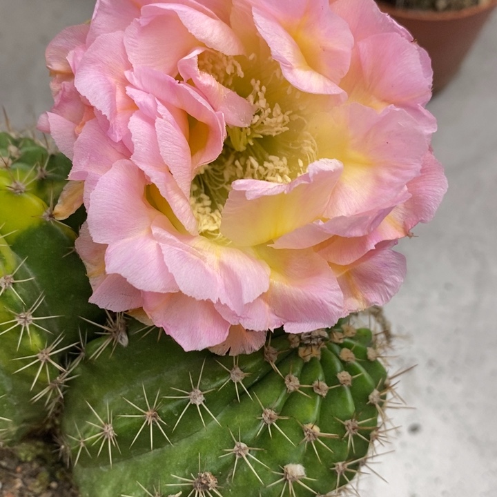 香香比心7公分左右