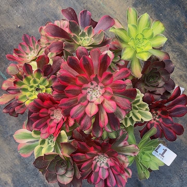 嫁接法师一物一图11