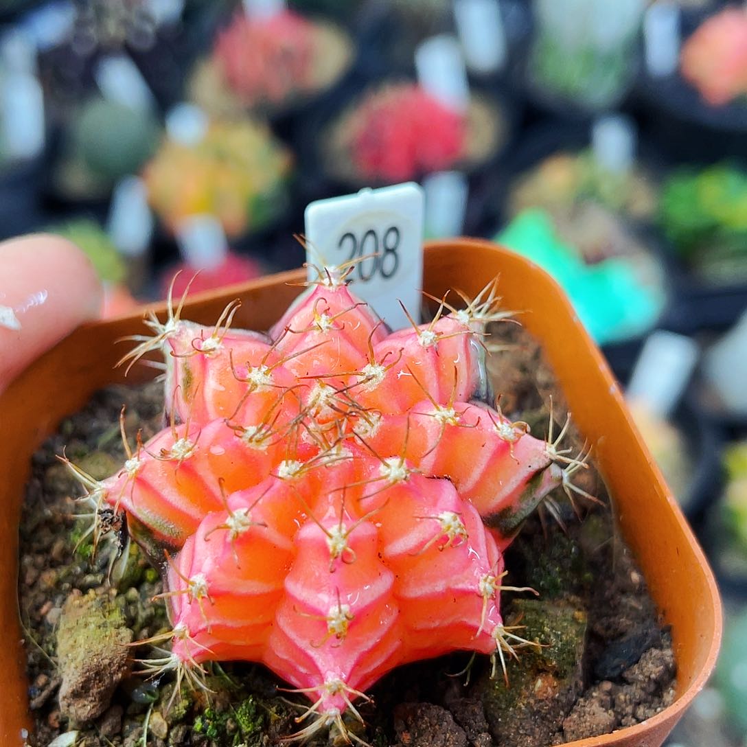 非偏远地区满25包邮仙人球