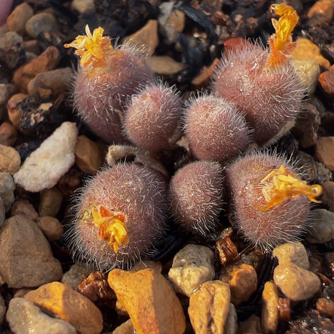 03毛球多肉植物盆栽植物