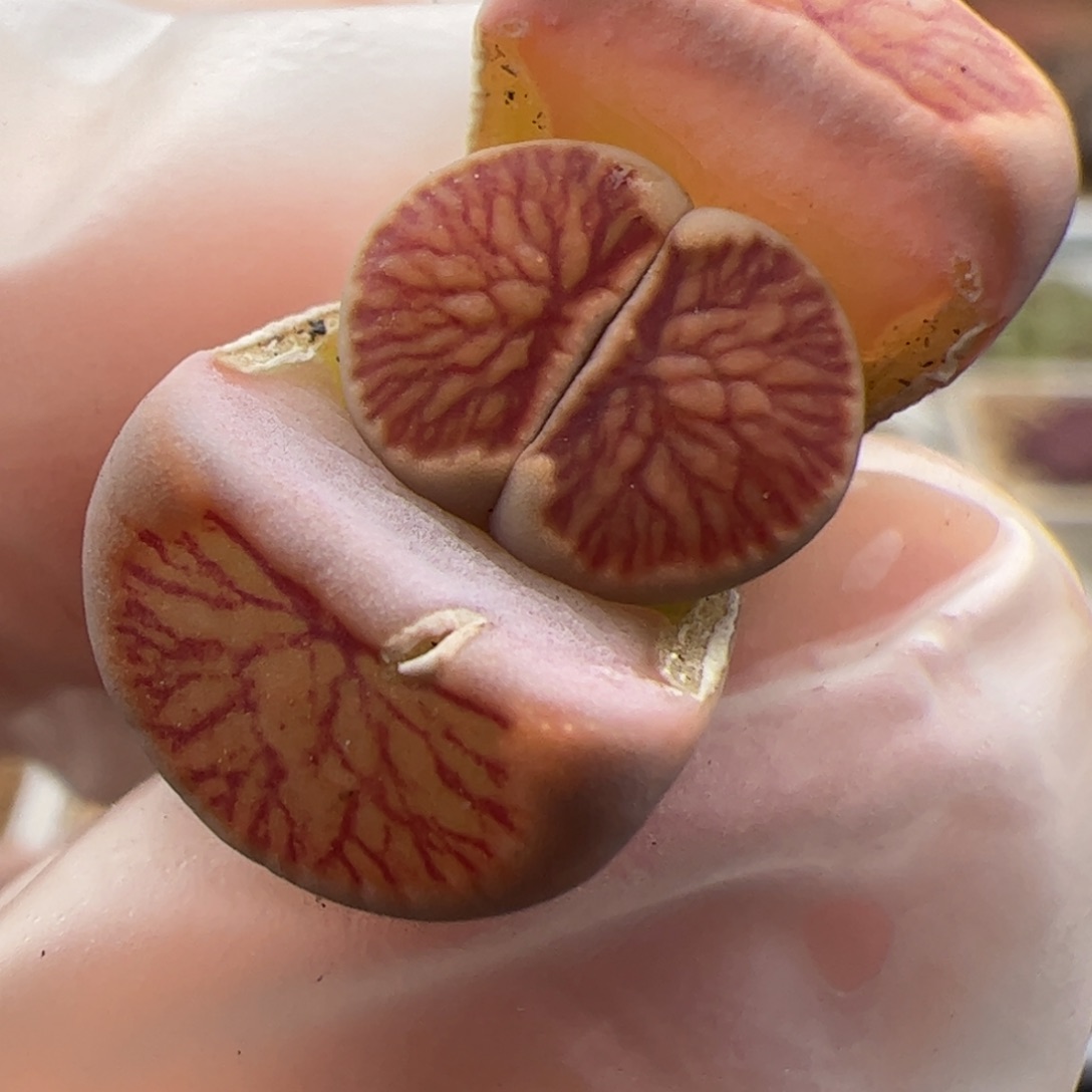 0849号菊多肉植物