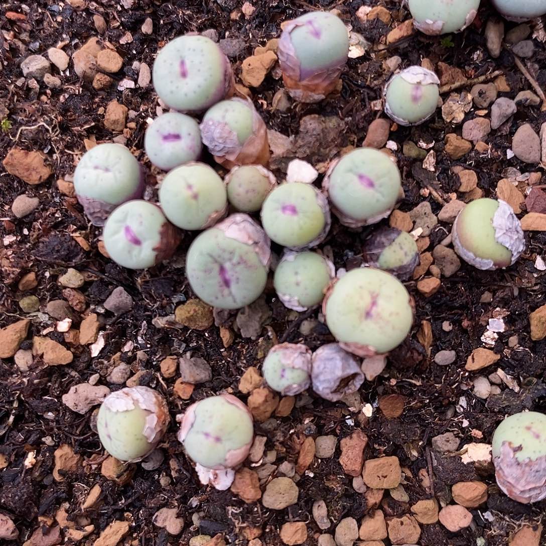 编号混小红嘴2颗。     