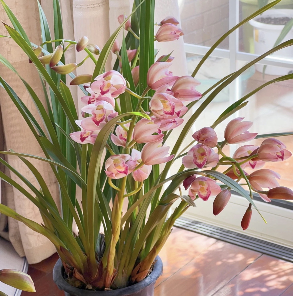 【东方美人】当苗卖不售后大花蕙兰室内好养易活  云南基地直发