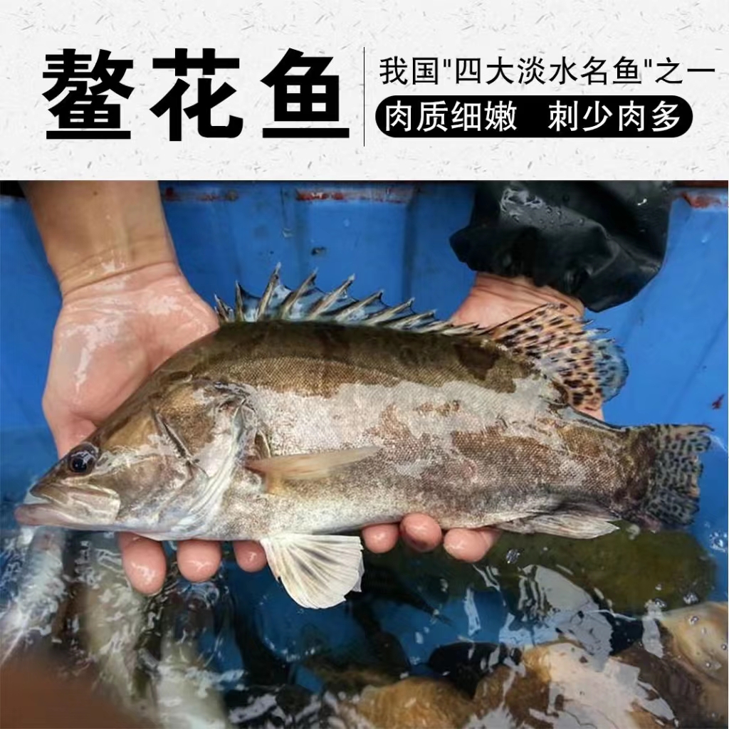 【交投专属】黑龙江乌苏里江水域打捞冷水淡水鱼鳌花鱼鳜鱼