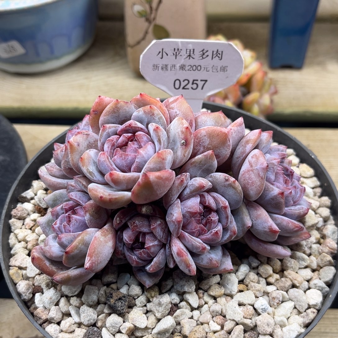 绿底紫心357/11cm7头