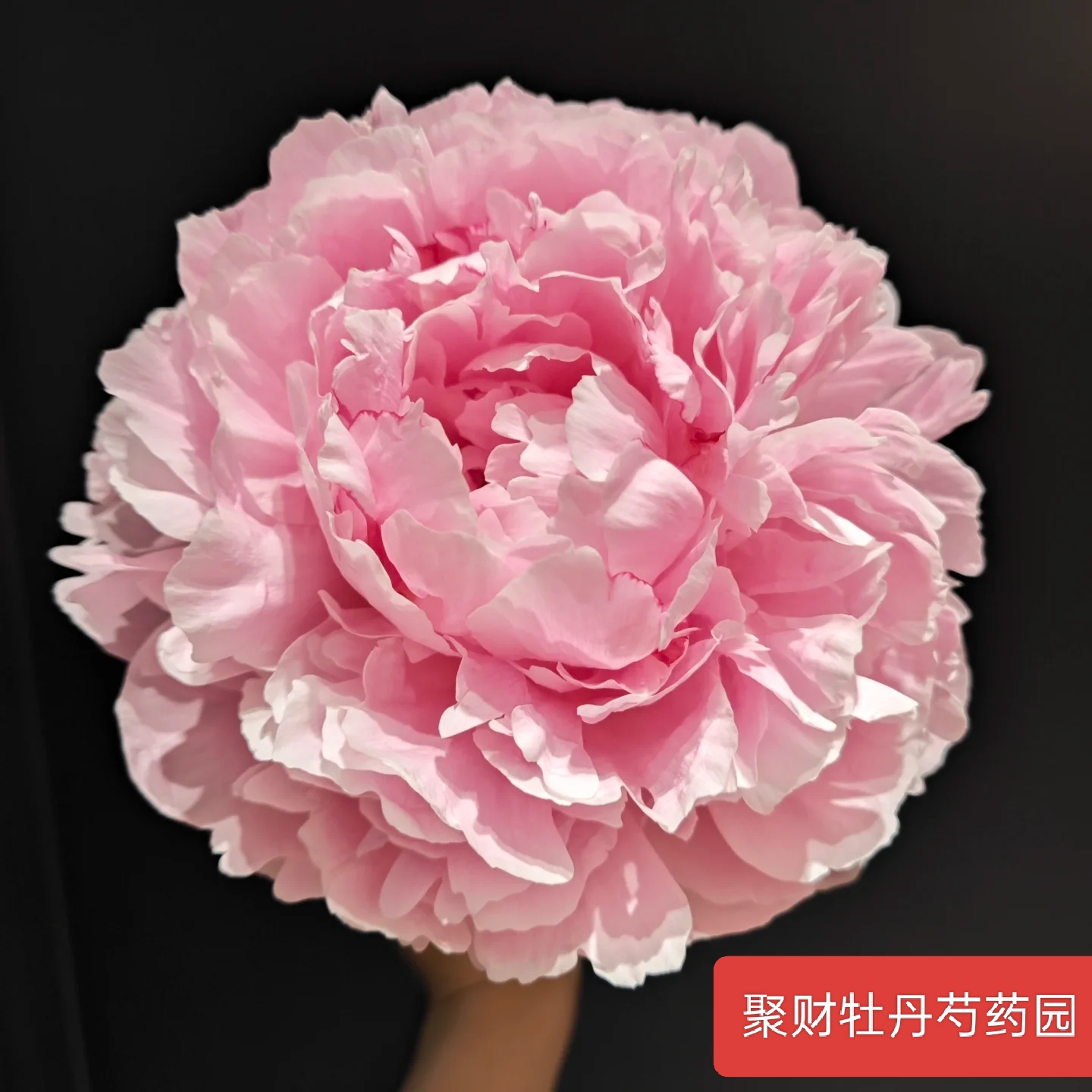 【沙拉】芍药重瓣芍药鲜切花种苗庭院种植秋季发货