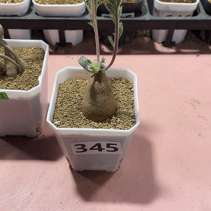 大***图345枯木杨葵块根，