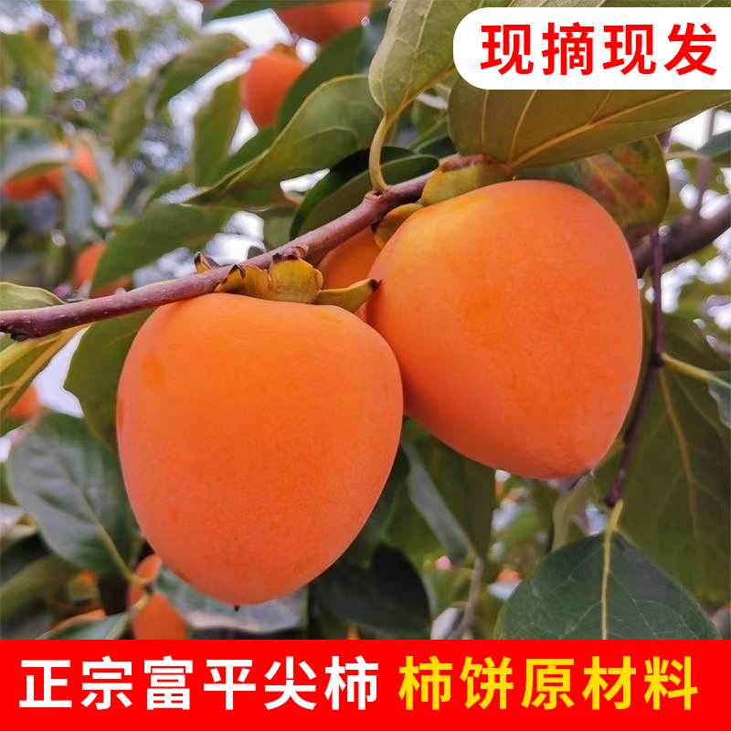 【宝宝果】陕西正宗富平大尖柿子新鲜水果软甜柿子现摘【吃软不吃硬】
