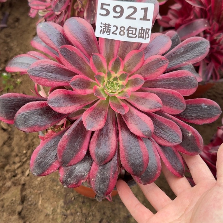 5921一号棚蛇毒美杜莎B