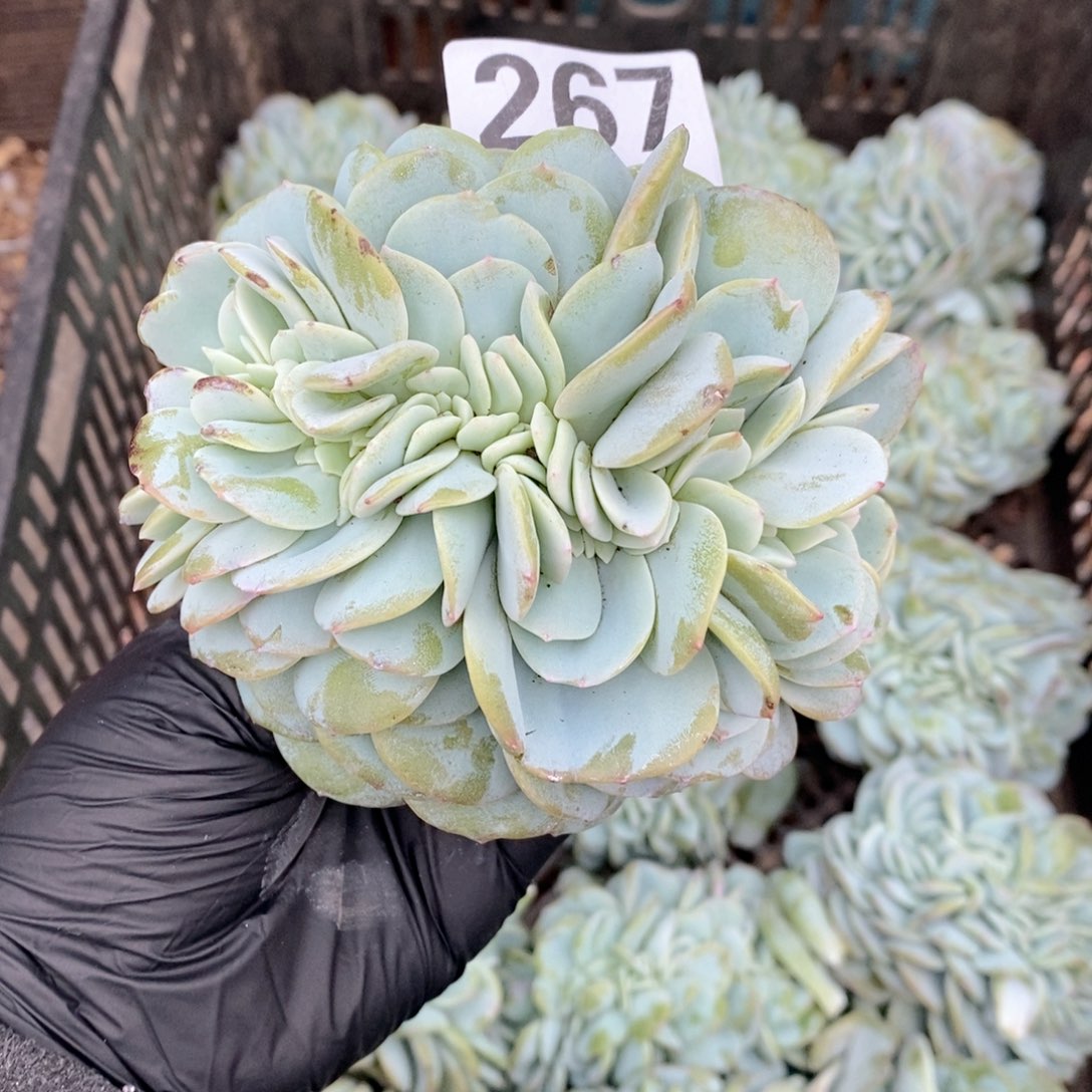 এ****267 奶茶缀缀哇哇哇呀