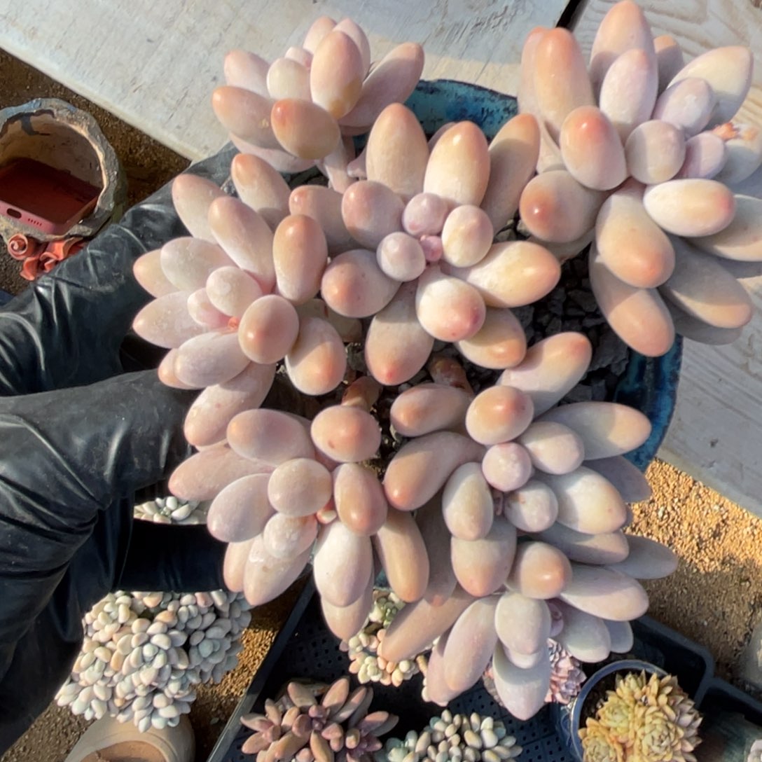 多肉植物多肉植物