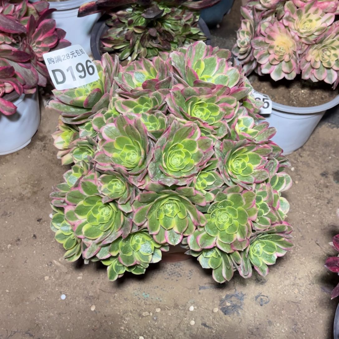 196多肉植物奶白