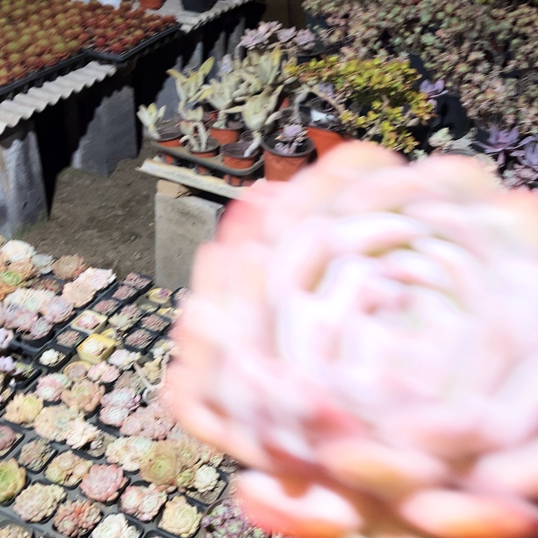 迷***熊111多肉植物提取萃取剂系列