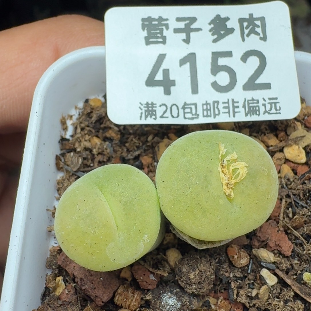 空卡双头脱土             