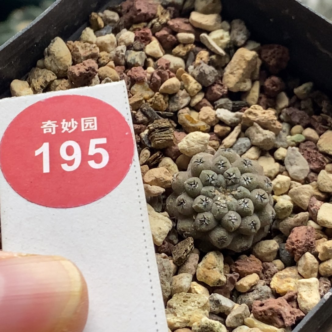 实生白肌豹头1.6cm一棵仙人球