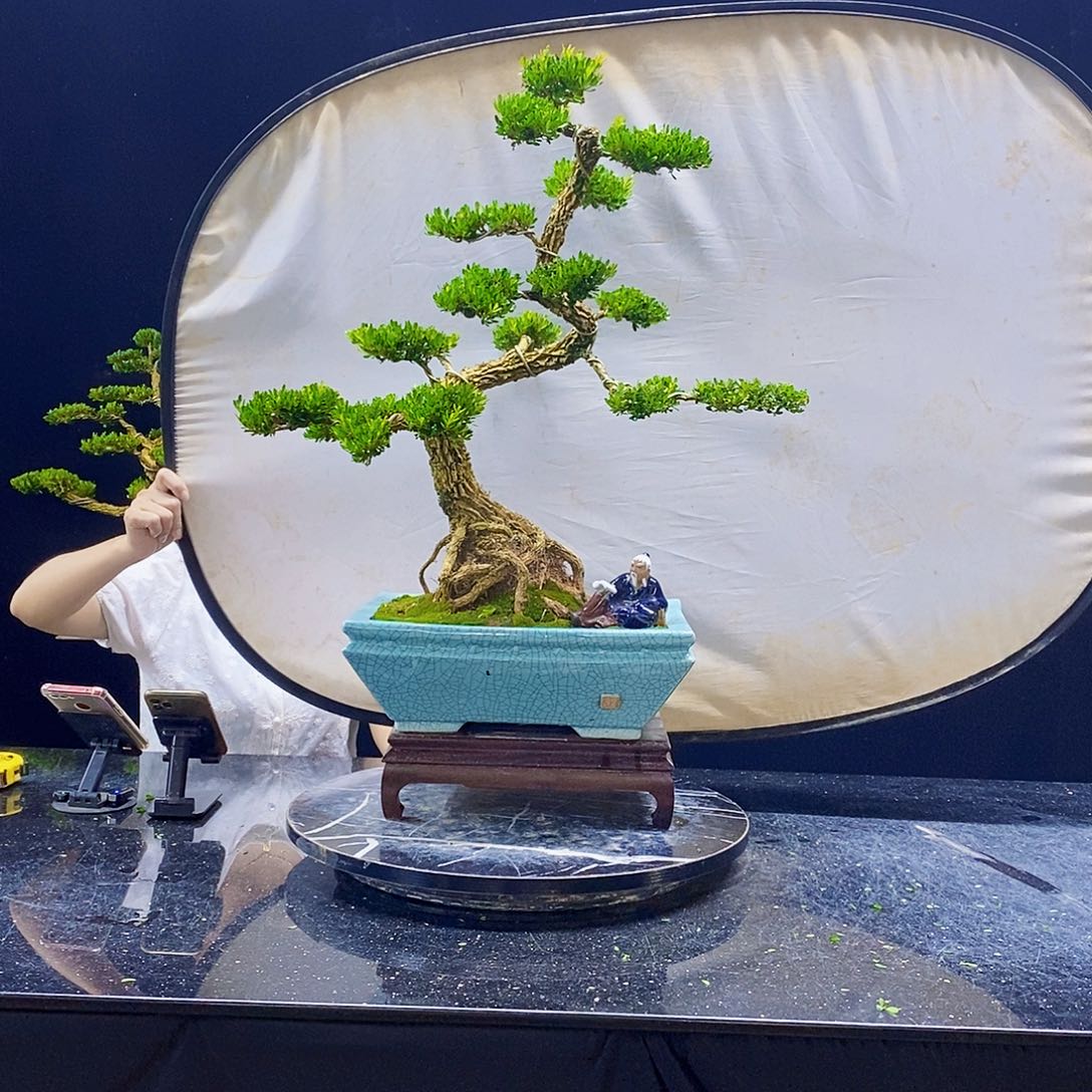 无花朵精品黄杨盆景