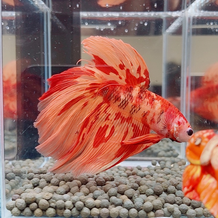 斗鱼黑222号巨斗半月