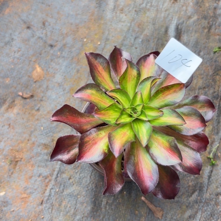 习***了无花朵104特价单头无售后