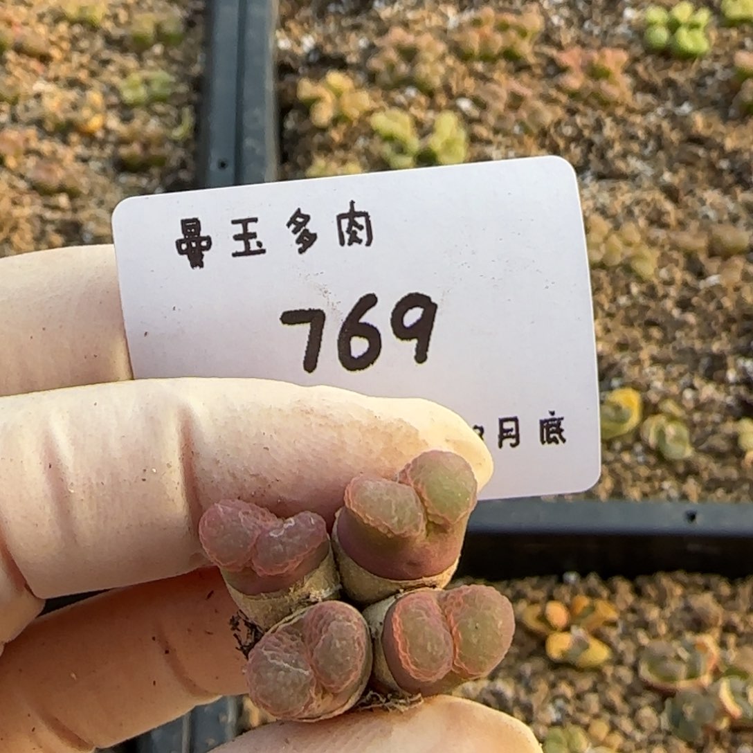 M*多肉多肉多肉3.30-769