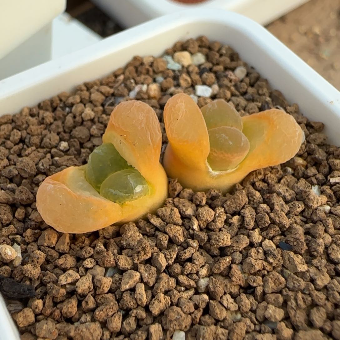 2.7多肉外播场风铃一颗45号