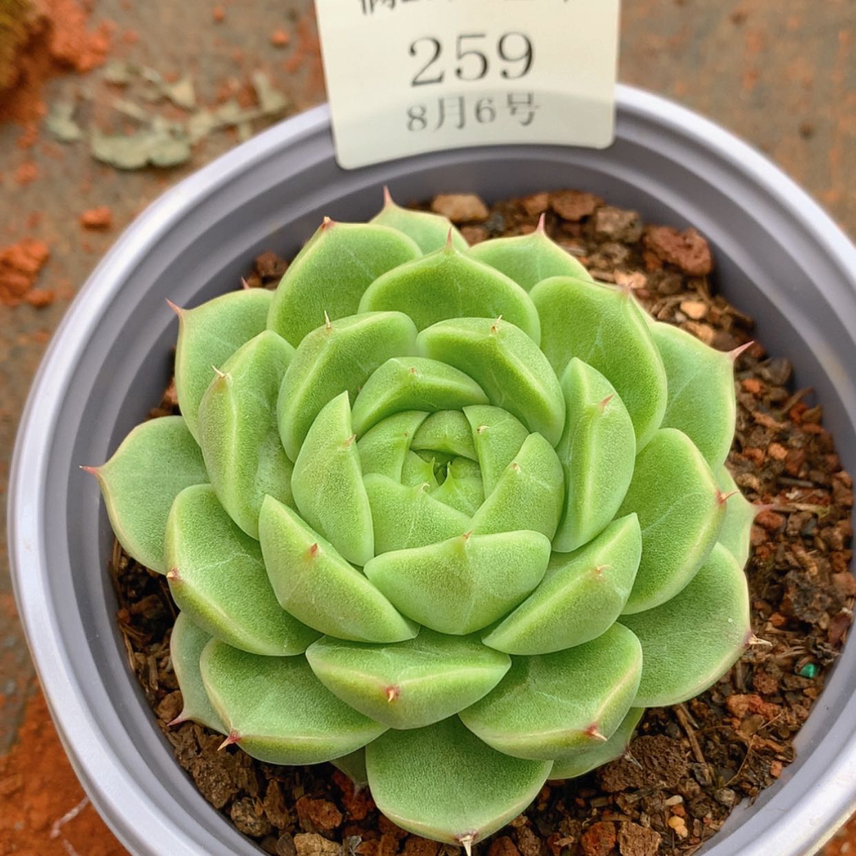 【闪购商品】云259号