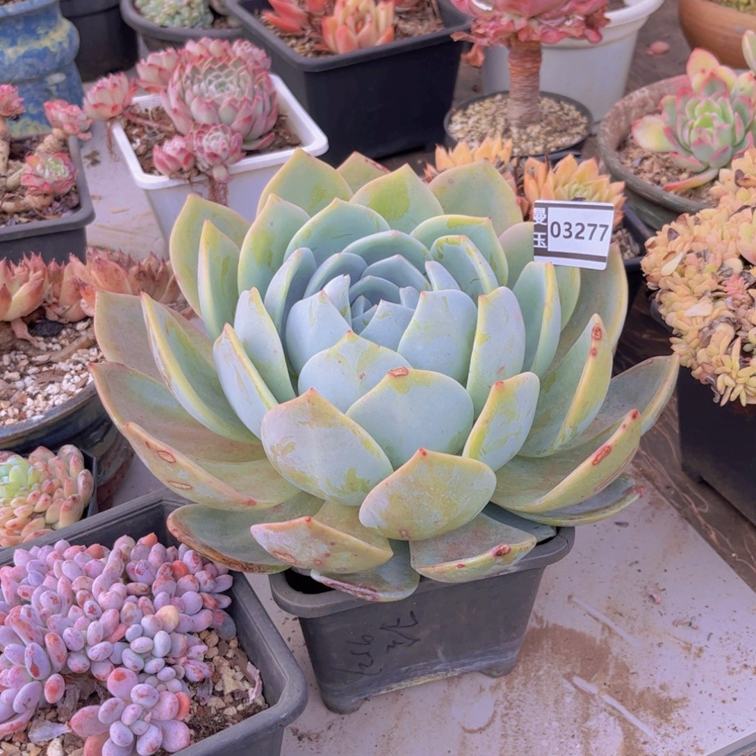 凤橙多肉植物03277