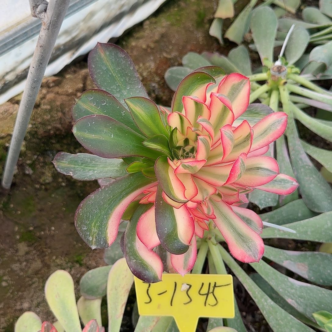 3-1345--+爱丽丝多头