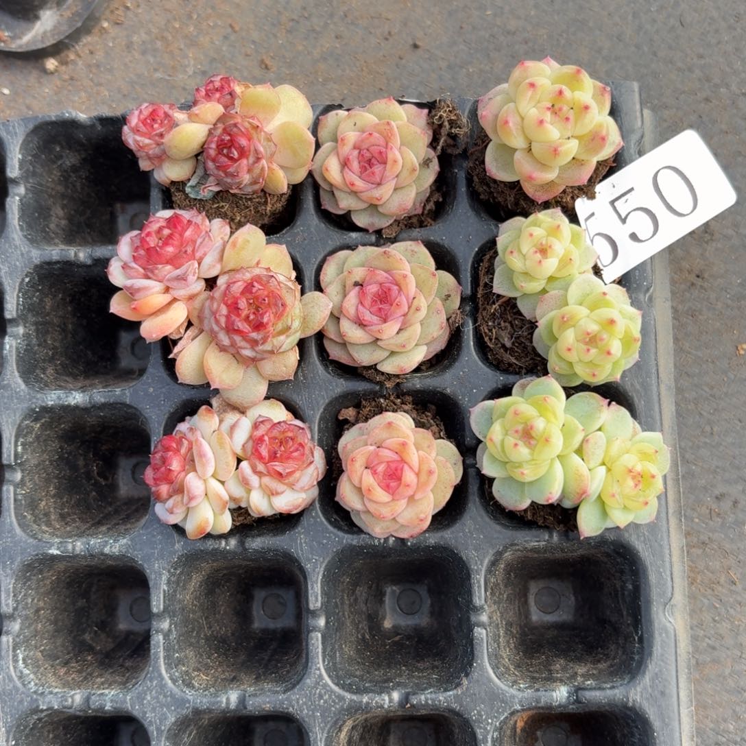 幻***城多肉植物多肉植物550