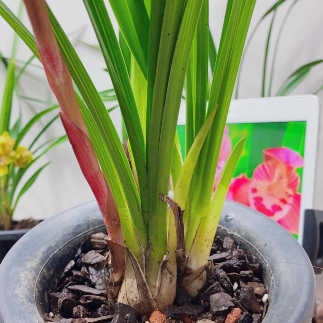 旅***途大部分花苞少量开放