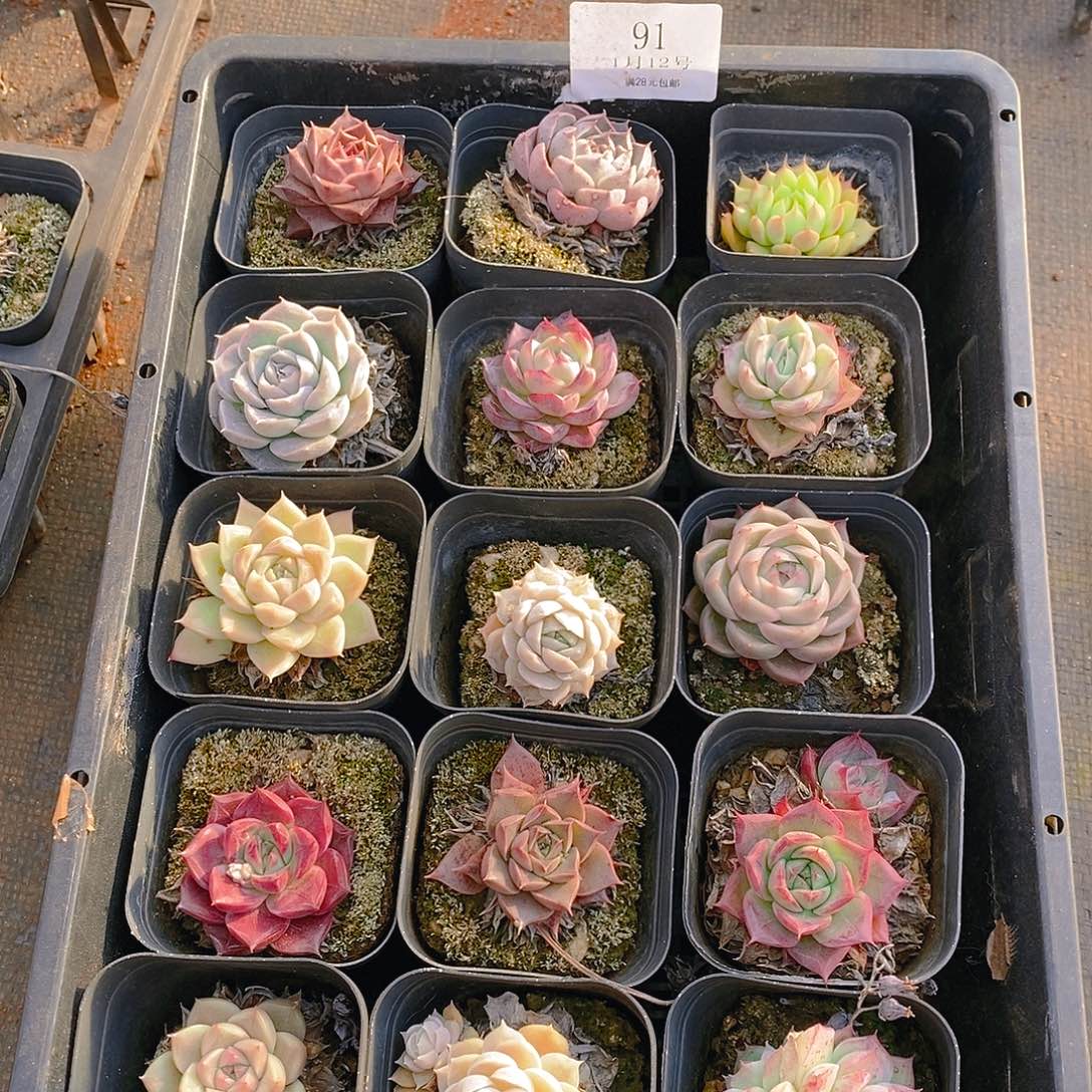 【闪购商品】云91号