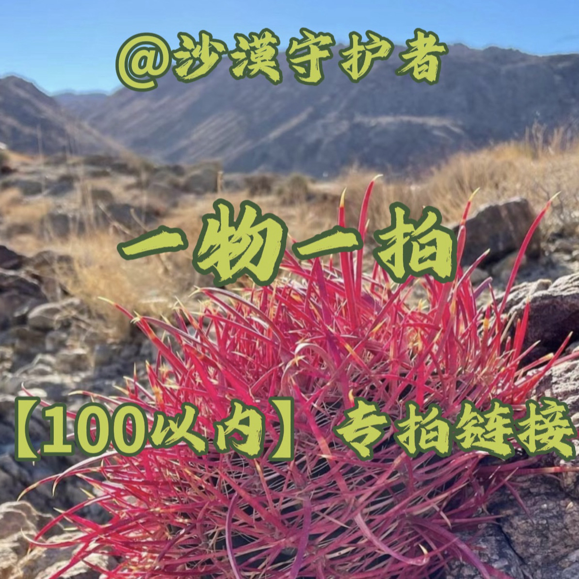 沙漠守护者（晴天兄弟）狂刺精品仙人球一物一拍100以内专拍链接