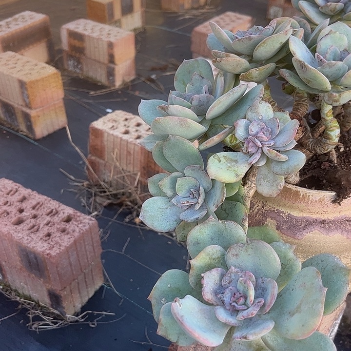 舞***言359不售后白凤脱土发货不退不换