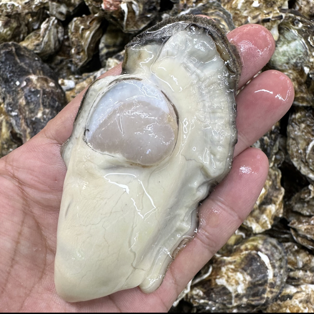 【顺丰直达】生蚝肉 黄金蚝 超大规格 速冻锁鲜发货