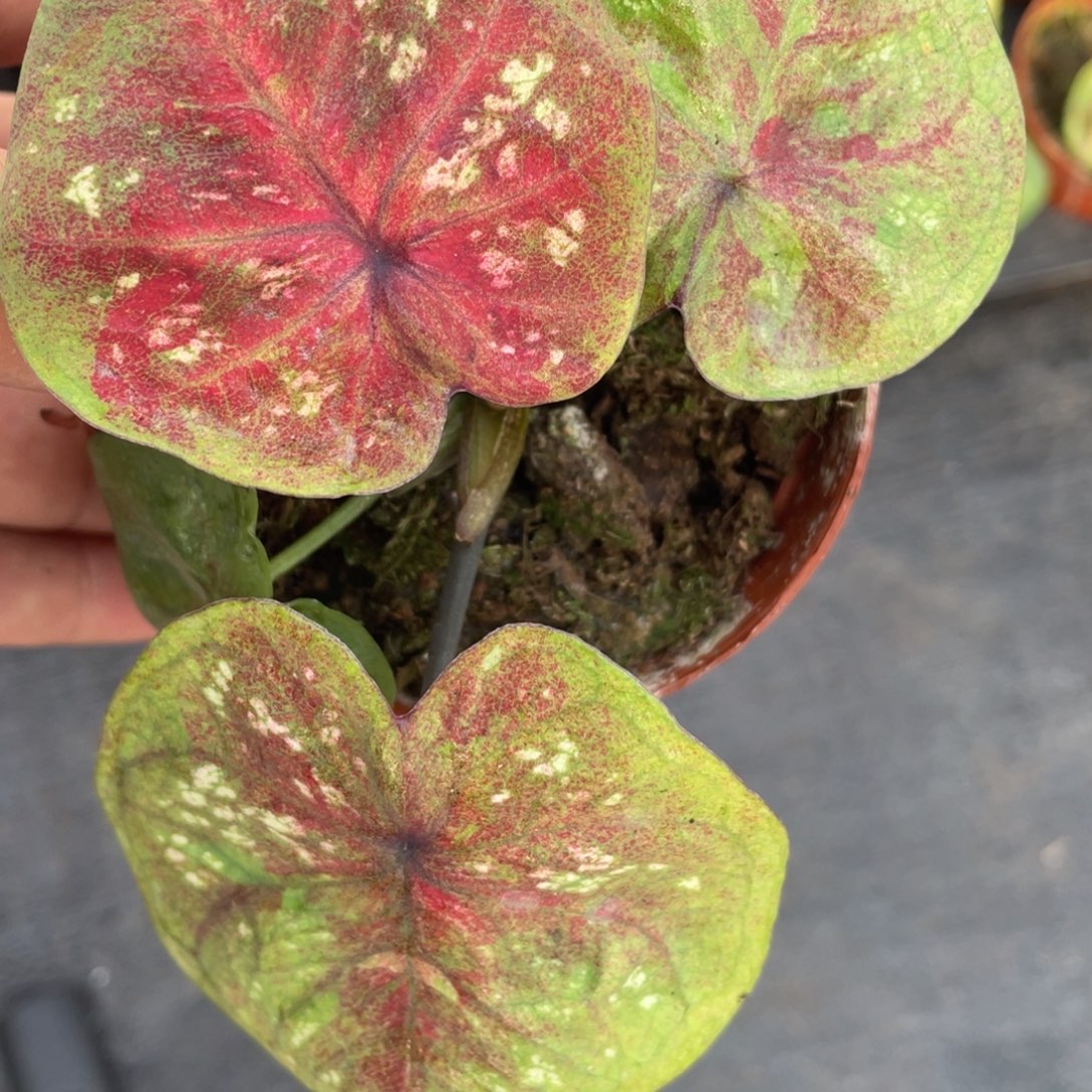 完全开放海王小崽