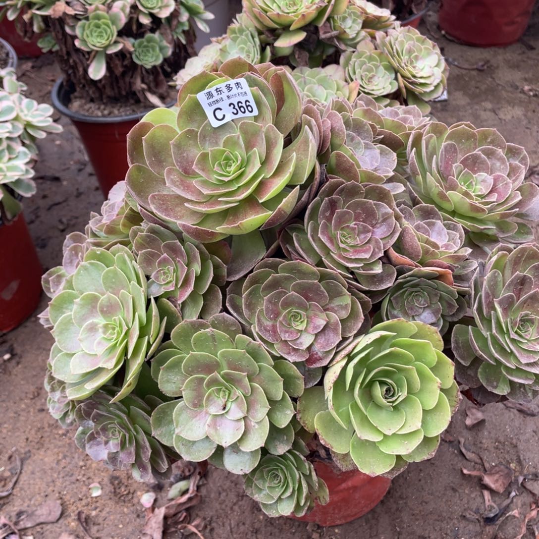 366鸡蛋拉丝多肉法师断枝不包