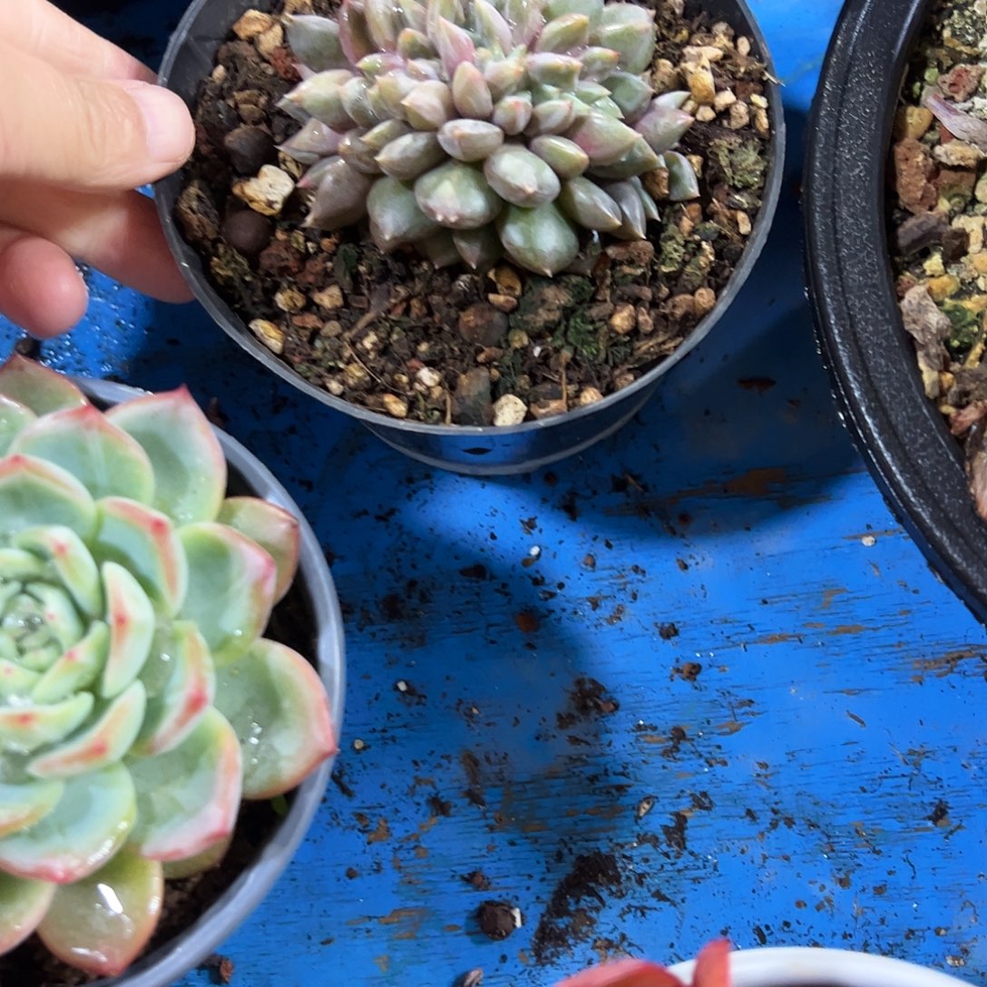 南***。象牙缀化多肉植物