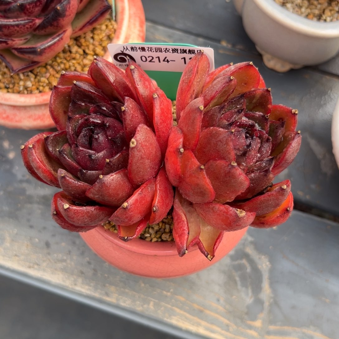 多肉一物一拍0214-128