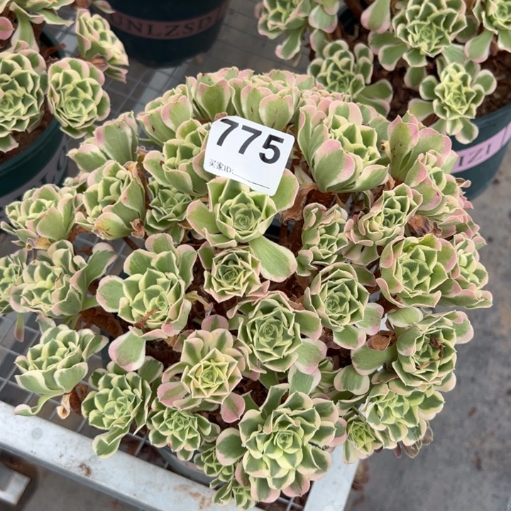 775白凤28厘米左右
