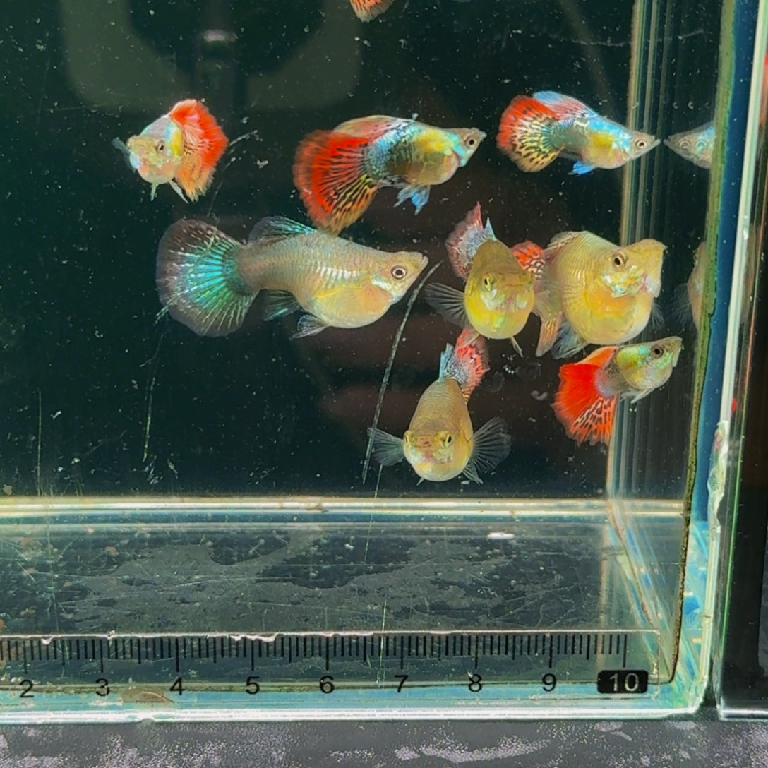 乃***上孔雀鱼七彩龙鳞球5对装