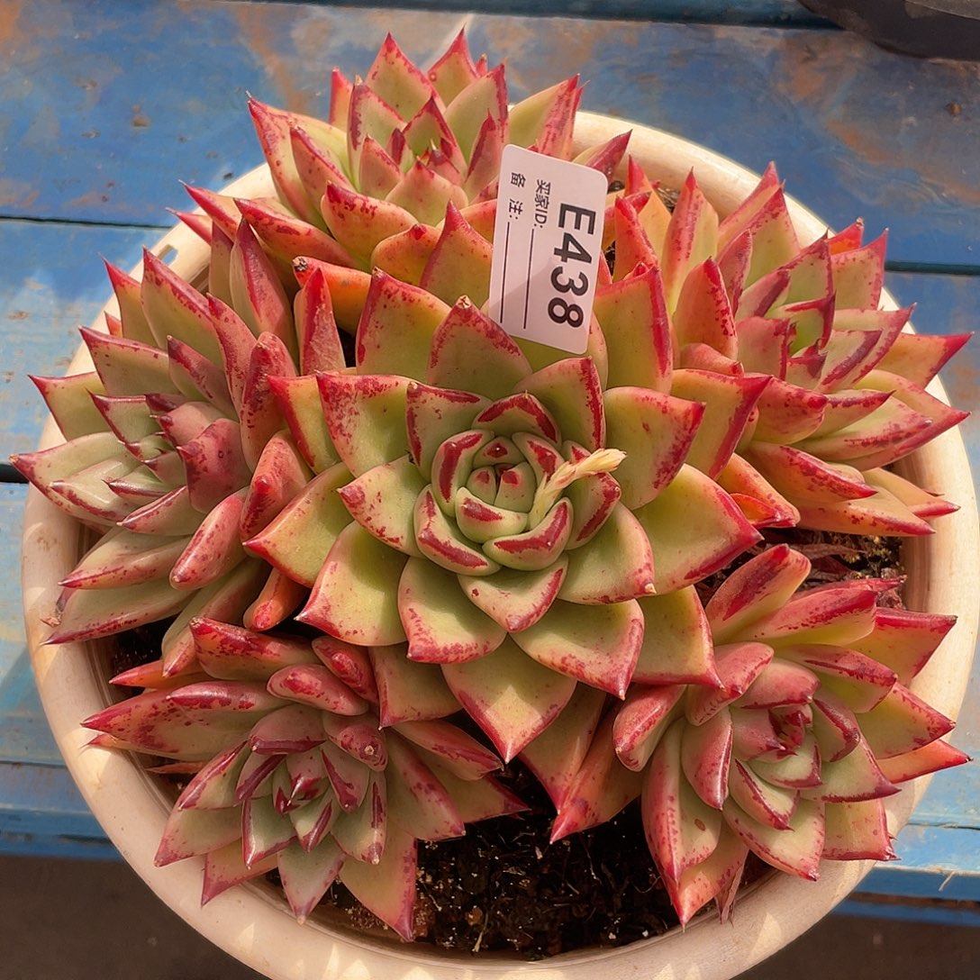 若如东云单拍E438