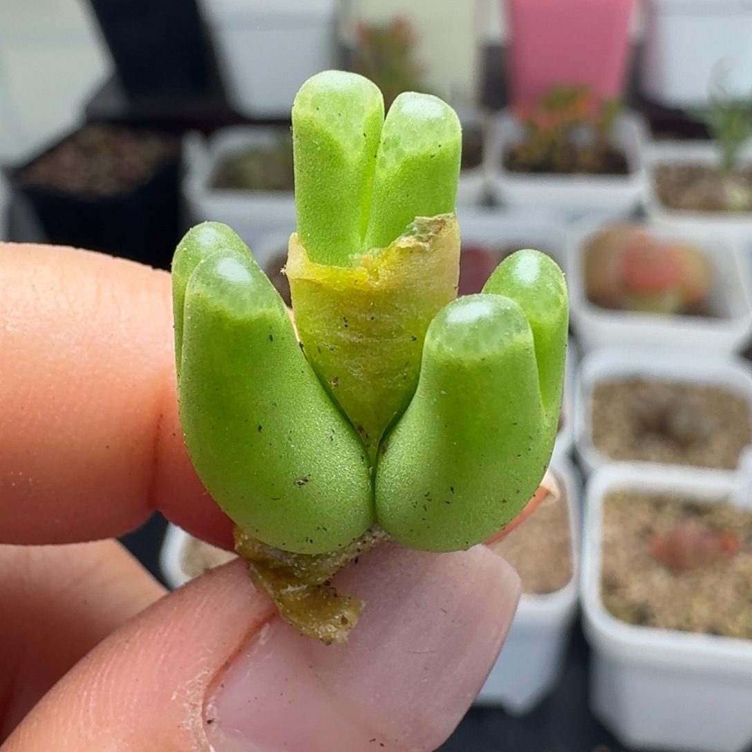 354三头粉佛肚哦一颗5588