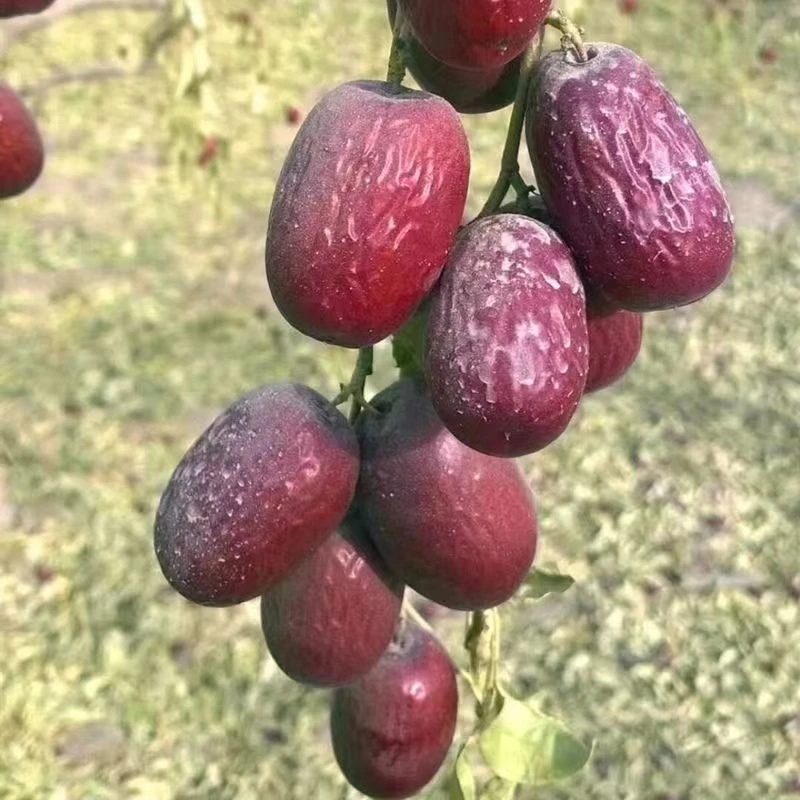新疆灰枣原生态未清洗吊干灰枣干果特产级红枣新货5斤