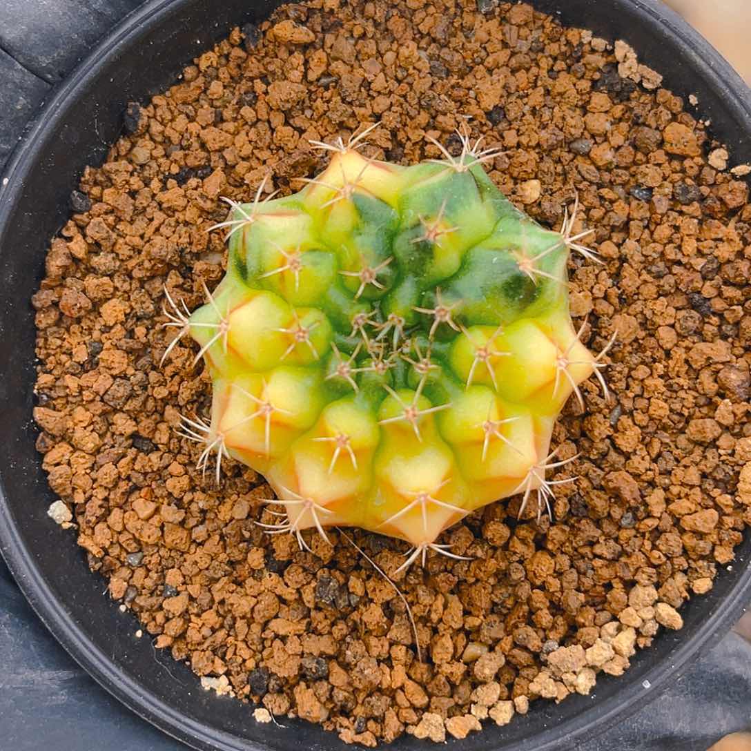 米哈洛维奇 实生06